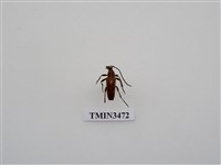 藏品(緋色花天牛 )的圖片